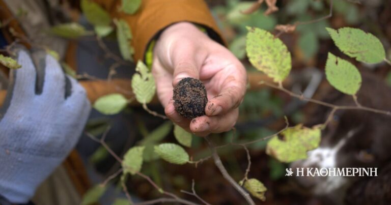 Ο άγνωστος θησαυρός των ελληνικών δασών: νέα είδη τρούφας στο μικροσκόπιο