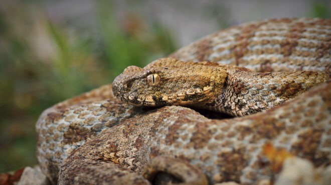 ο-άγνωστος-θησαυρός-των-ελληνικών-δασ-563966359