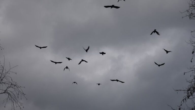 Βίντεο: Χιλιάδες κοράκια πετούν πάνω από το Τελ Αβίβ – Προάγγελος κακού;