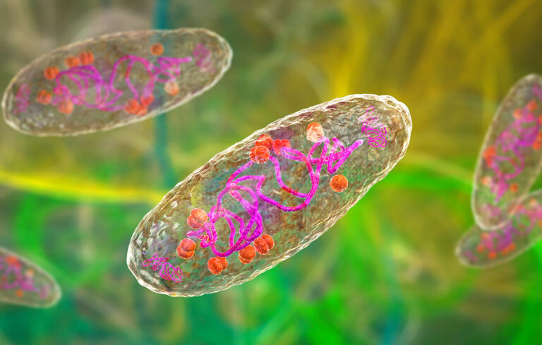 Λευκή πανώλη: Η ξεχασμένη ασθένεια επιστρέφει και θερίζει ζωές