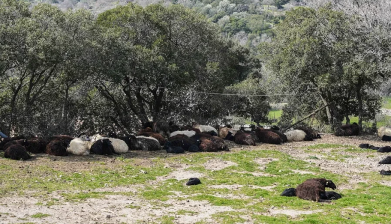 Αφθώδης πυρετός στη Λέσβο: Kλειστό λιμάνι, μπλόκα, άδεια ράφια στα super market και ο ιός να ταξιδεύει σε όλο το νησί