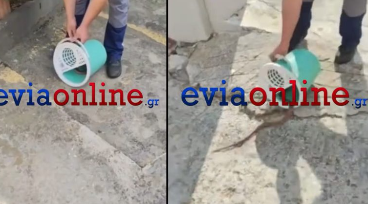 Εύβοια: Γυναίκα βρήκε φίδι μέσα σε κουβά στην αυλή του σπιτιού της