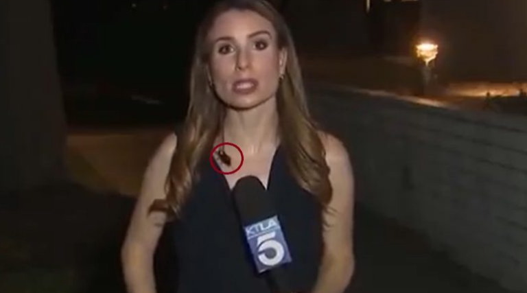 «Όσκαρ ψυχραιμίας»: Δημοσιογράφος έκανε live με κατσαρίδα, να κόβει βόλτες πάνω της