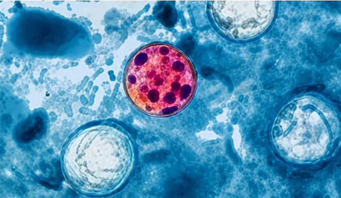 parasito-Cyclospora