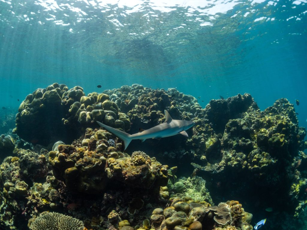 Προειδοποίηση για μη αναστρέψιμη decline των κοραλλιογενών υφάλων παγκοσμίως