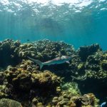 Προειδοποίηση για μη αναστρέψιμη decline των κοραλλιογενών υφάλων παγκοσμίως