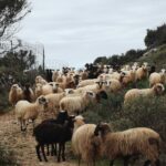 Κοπάδι προβάτων - εικόνα αρχείου
