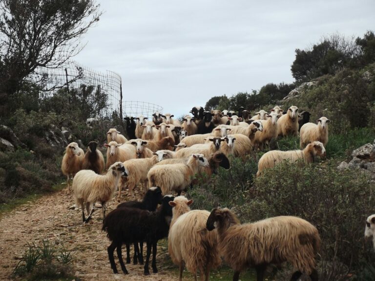 Κοπάδι προβάτων - εικόνα αρχείου