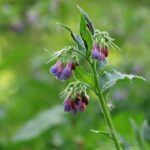 Σύμφυτο comfrey - παραδοσιακό φαρμακευτικό φυτό