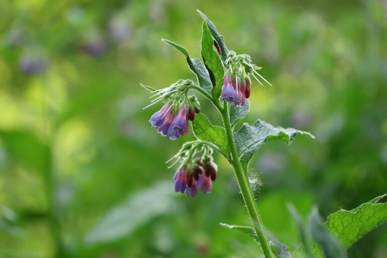 Σύμφυτο comfrey - παραδοσιακό φαρμακευτικό φυτό