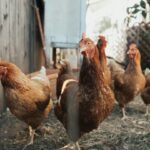 Κότες σε πτηνοτροφική μονάδα, ενδεικτική φωτογραφία αρχείου για τη γρίπη των πτηνών