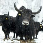 Ενδεικτική φωτογραφία, όχι αναπαράσταση του εξαφανισμένου Yak X