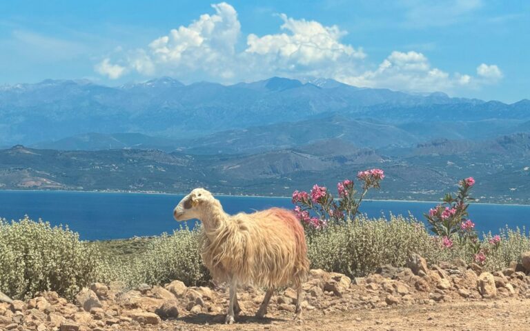 Πρόβατο και ελληνικό κτηνοτροφικό τοπίο